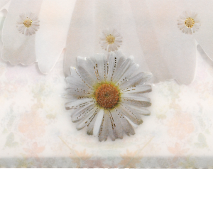 Invitatie florala cu margarete 150007 TBZ